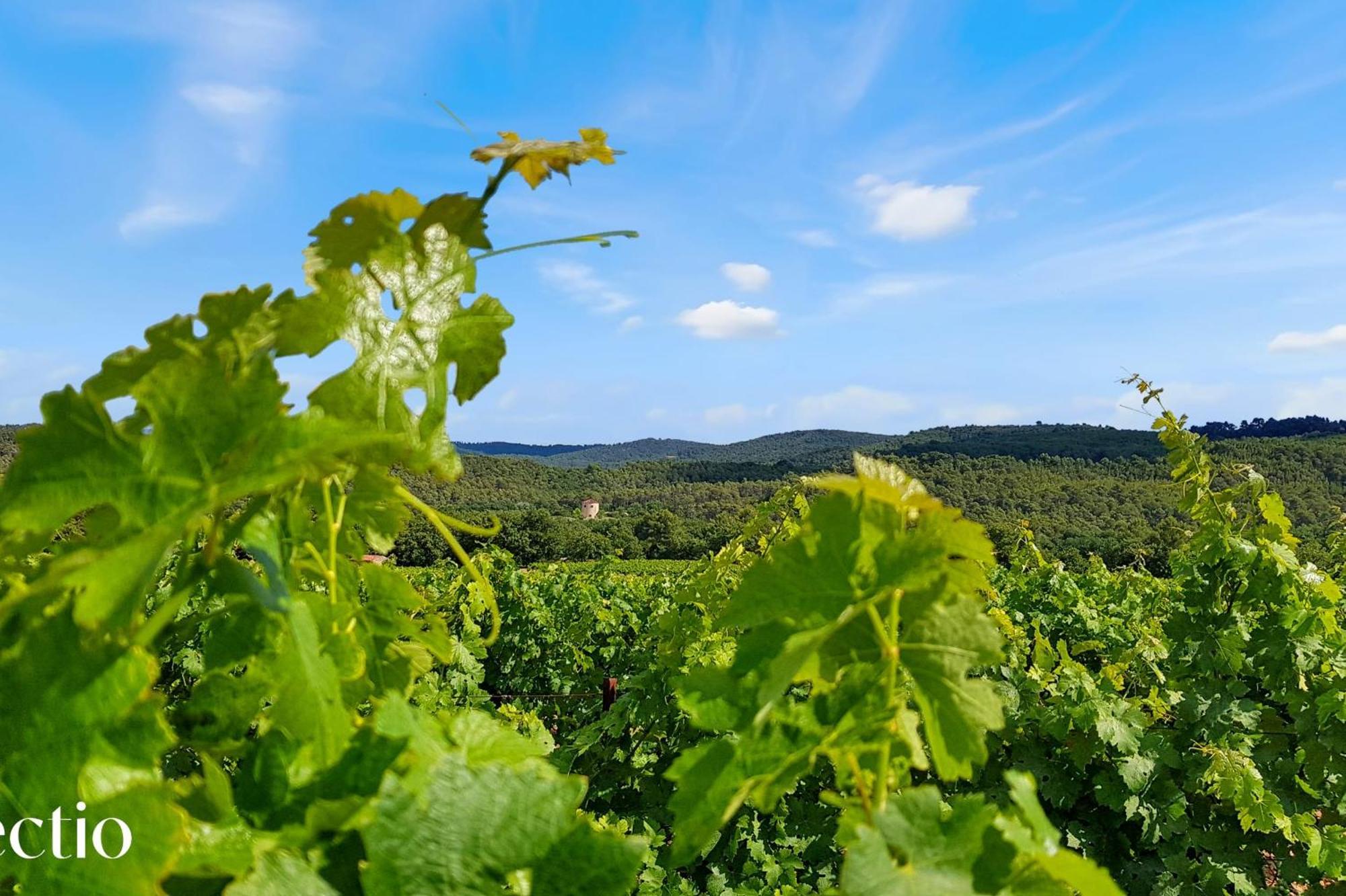 Bastide Domaine Tour Campanets Aparthotel Le Puy Sainte Reparade Bagian luar foto